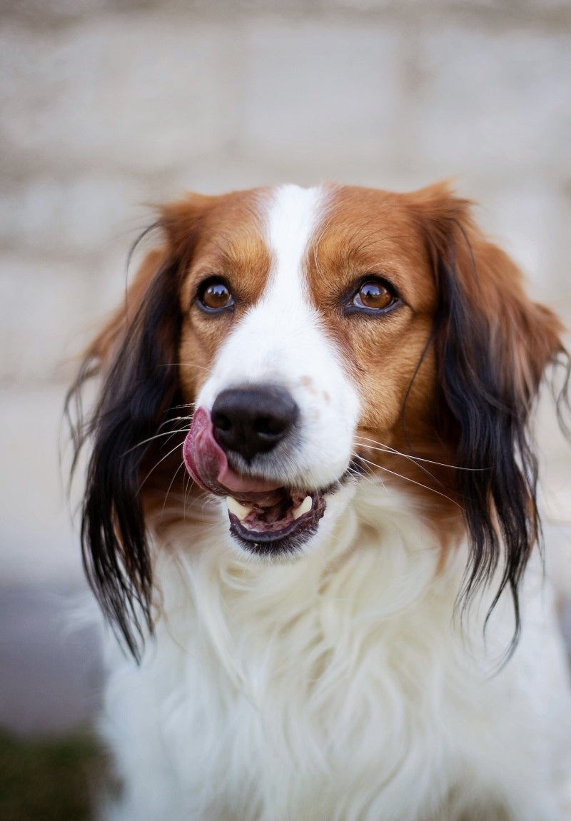 Pfeuffers Bayernschmaus Hundefutter Hirsch Sensitiv