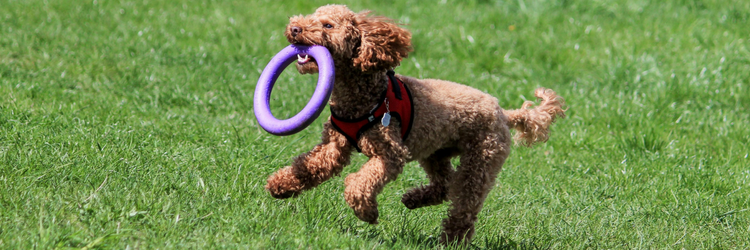 Hundespielzeug