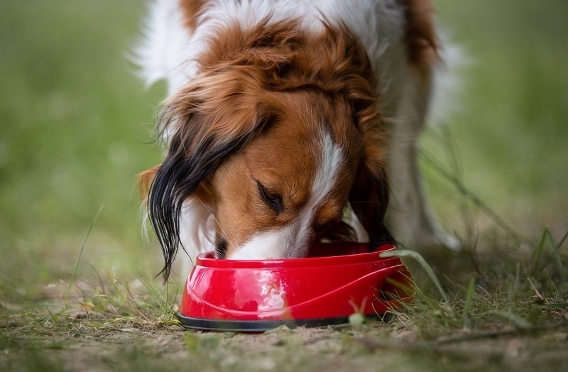 Pfeuffers Bayernschmaus Hundefutter Ente Sensitiv